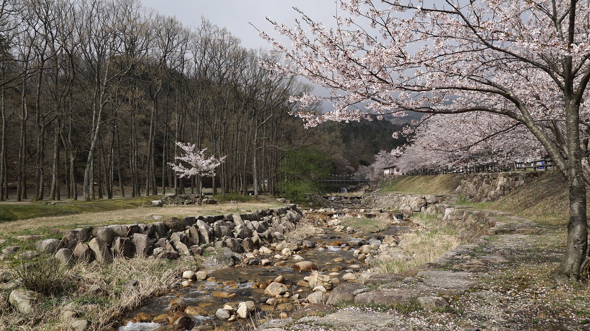 20190418_高島市マキノ高原の渓流_小