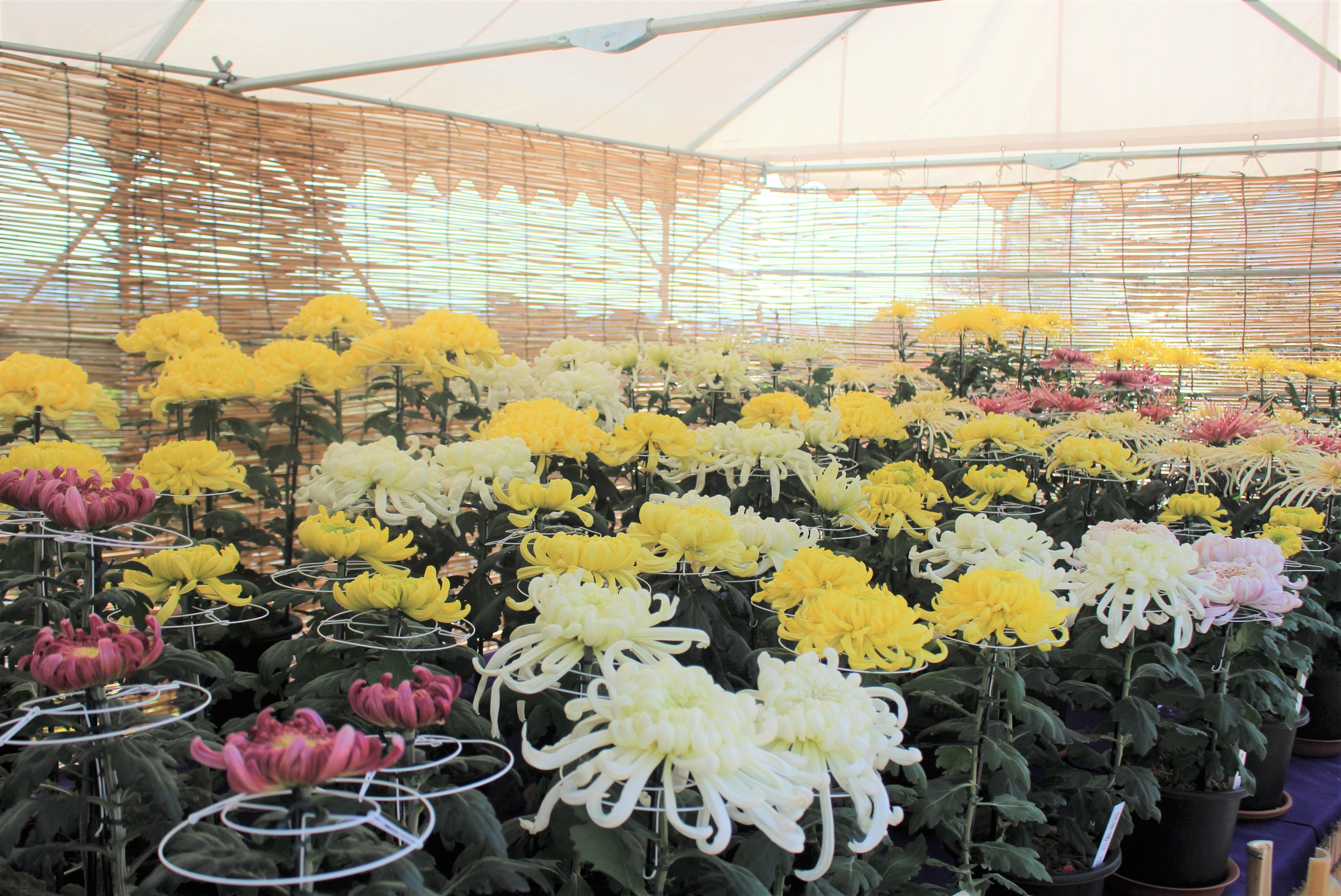 E Radio Lakeside Fm77 0 草津市立水生植物公園みずの森