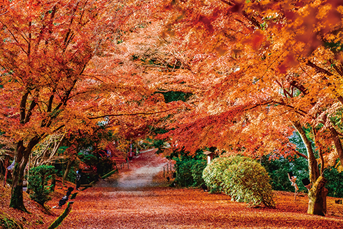 2紅葉のトンネル