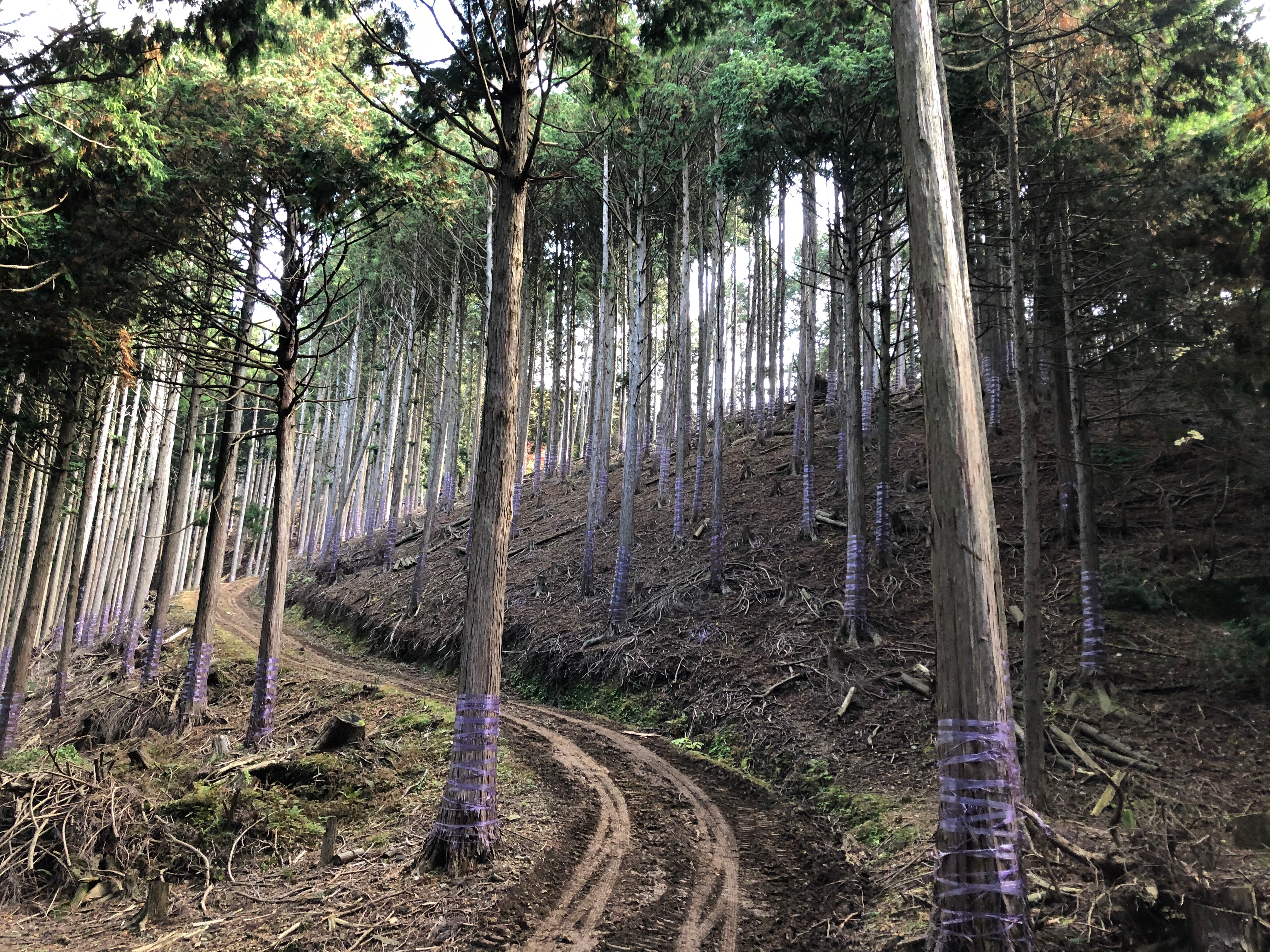 高島市山林